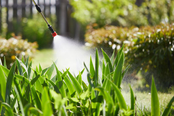 24/7 Emergency Wasp Removal experts in Boulder City, NV